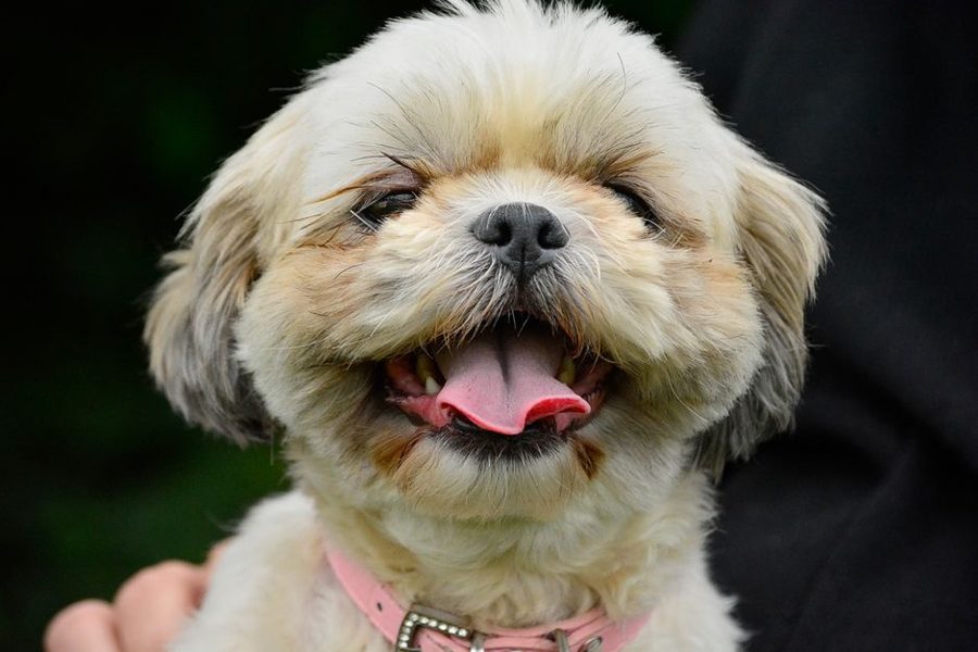 Cachorro de pelo claro com a língua de fora