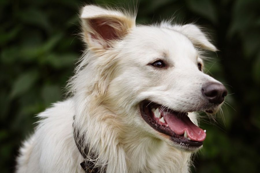 Cachorro branco sorrindo